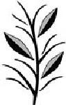 Cliffords Quality Landscapes, Inc. logo