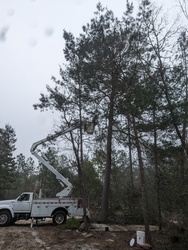 Blue Collar Tree Services LLC logo