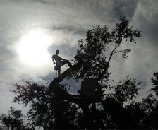 Cut-n-Up Tree Service - Home Facebook logo
