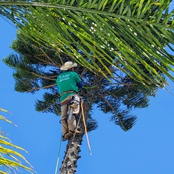 RC Tree Trimming Service, Inc. logo