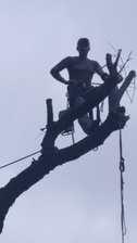 Logo for Select Service Tree Care