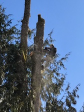 Isaac and Pals Tree Service, LLC logo