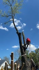 Avatar for Tree Service by Perez