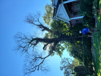 Angel Tree Service logo