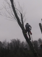 Tom Cats Tree Service logo