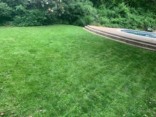 Logo for Easy Lawn Care