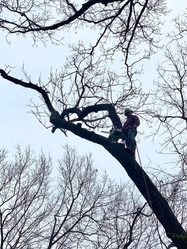 GNT Tree Service, Inc. logo