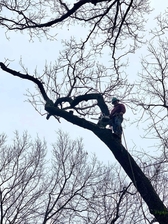 Avatar for GNT Tree Service, Inc.