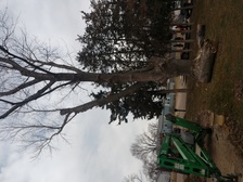 Avatar for C&D Tree Service -    Facebook