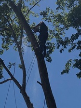 Avatar for Champion Tree Service