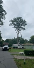 AJ's Tree Service and Landscaping logo