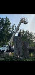 X7 Tree Services logo