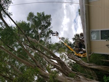 Real Tree Service, LLC logo