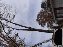 Logo for C & C Tree Service