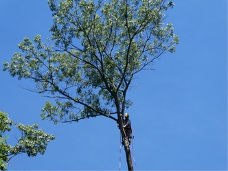 Ponki's Lawn Landscape and Tree Service, LLC logo