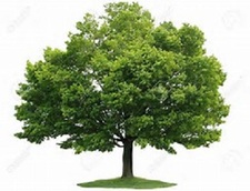 Logo for Fate Family Tree Service