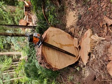 Full Circle Tree Service logo