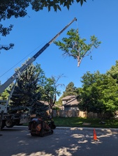 Estes Valley Tree Care, LLC logo