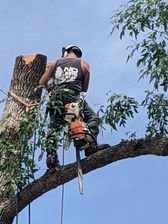No Limits Tree Service - Domov Facebook logo