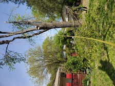 Logo for Ochoa Tree Service