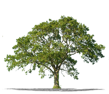 S.H. Dunford Tree & Landscape logo