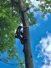 Logo for JDL Tree Service