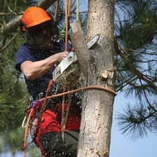 Avatar for A Branch Above Tree Service LLC - Home Facebook
