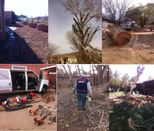 Avatar for Chavez Trees