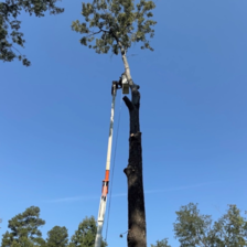 Avatar for BVS Tree Service
