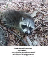Avatar for Connecticut Wildlife Control