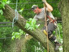 Logo for Out On A Limb Tree Care