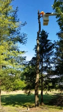 Logo for Adolfo Tree Service