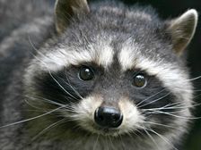 Avatar for Bullock's Wildlife Removal, LLC