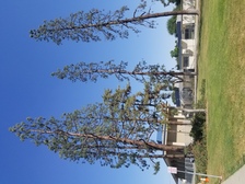 Avatar for Cut a Tree, Inc.
