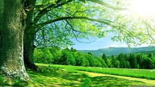 James' Landscaping, LLC logo