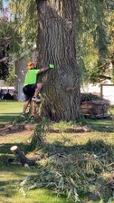 Logo for AA Affordable Tree Service, LLC