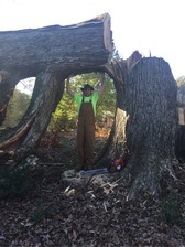 Avatar for Top of the Line Tree Service