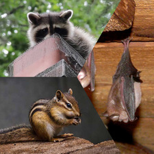 Trap All Wildlife Services, LLC logo