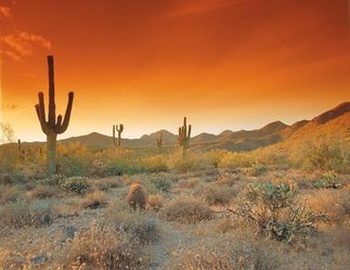 Desert Guard, LLC logo