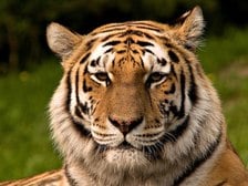 Avatar for Tiger Epoxy & Refinishers, LLC