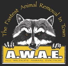 Avatar for All Wildlife Animal Eviction Wisconsin, Inc.