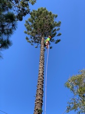 Avatar for Ironwood Tree Services, LLC