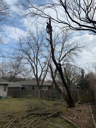 Rivera's Tree Service, LLC logo