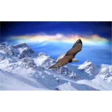 Avatar for Cold Nation USA