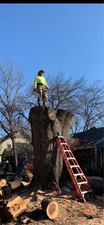 Hernandez Tree Services logo