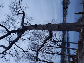 A Cut Above Tree, LLC logo