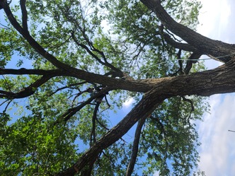 Veterans - Cut Above Tree Service logo