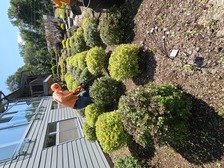 Logo for David's Tree Service & Landscaping, LLC