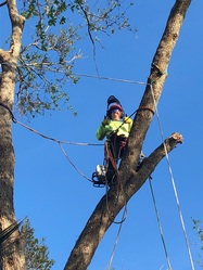 Payless Tree Service LLC logo