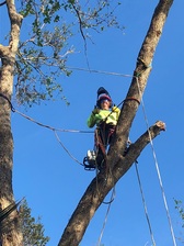 Logo for Payless Tree Service LLC